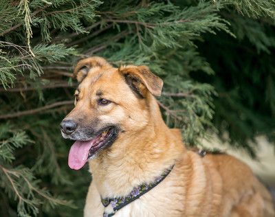 Элвин передержка ранее Д 149